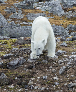 polar-bear-arctic-spitsbergen-sailing-wildlife-marine-life-voyage-guide-expedition-cruise-tall-ship-summer-family-holiday-photography-jordi-plana.jpg