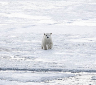 polar-bear-cub-north-spitsbergen-wildlife-marine-life-voyage-arctic-expedition-dennis-imfeld.jpg