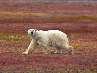 polar-bear-wrangel-island-arctic-russian-far-east-polar-cruise-holiday-voyage-wildlife.jpg