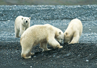 polar-bears-cubs-wrangel-island-russian-far-east-wildlife-voyage-cruise-holiday-polar-expedition.jpg