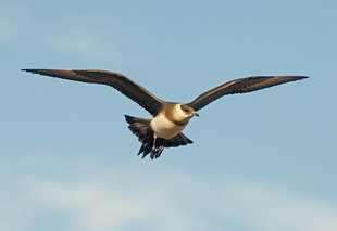 Arctic Skua - David Slater