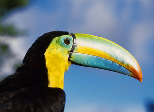 Toucan - Birdwatching in Costa Rica