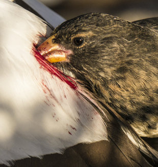 Darwin's Finch & the Story of Evolution (c) Dr Simon Pierce