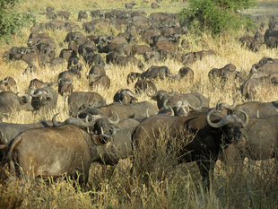 Buffalo in Tanzania - Ralph Pannell