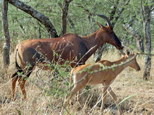 Topi Antelope in Serengeti National Park - Ralph Pannell