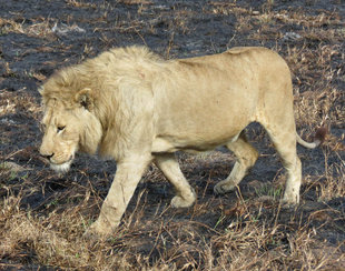 Lion in Tanzania - Ralph Pannell