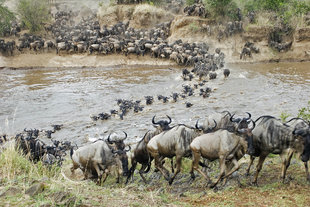 Wildebeest Crossing the Mara River