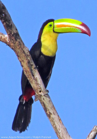 keel-billed-toucan-yucatan-mexico-birdwatching-wildlife-photography-holiday-tour-cancun-travel-rainforest-ralph-pannell-aqua-firma.jpg