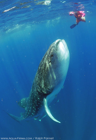 whale-shark-underbelly-rising-on-stuart-mexico-vertical-feeder-botella-afuera-cancun-isla-mujeres-snorkel-swim-tour-research-photography-aqua-firma.jpg