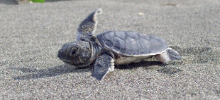 hatchling-leatherback-turtle-pacuare-reserve-tortuguero-national-park-canal-costa-rica-wildlife-photography-travel-holiday-research-conservation.jpg