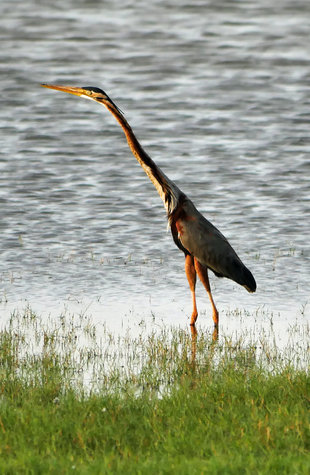 Heron in Minneriya - Ralph Pannell