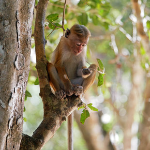 Toque Macaque - Charlotte Caffrey