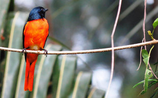 Scarlet Minivet