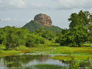 Wetlands Surrounding Sigiriya - Ralph Pannell
