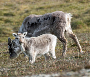 Svalbard Reindeer - Bjoern Koth