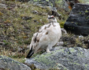 Svalbard Rock Ptarmigan - Roly Pitts