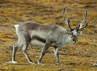 Svalbard Reindeer - David Slater