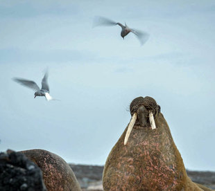 Walrus in Spitsbergen - Bjoern Koth