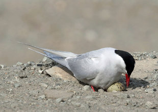 Arctic Tern - Roly Pitts
