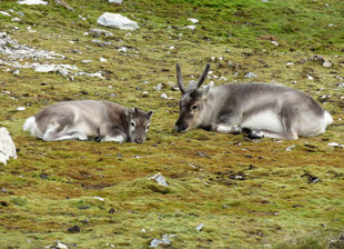 Svalbard Reindeer - Jen Squire