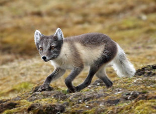 Arctic Fox - Roly Pitts