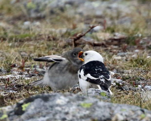 Snow Bunting - Roly Pitts