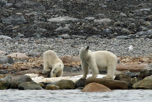 Polar Bears - Roly Pitts