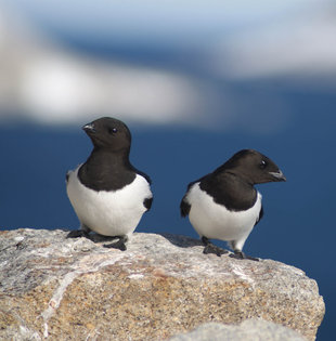 Little Auks - Ralph Pannell