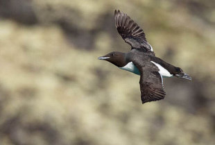 Brunnichs Guillemots - Jim & Sarah Kier