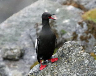 Black Guillemot - Roly Pitts