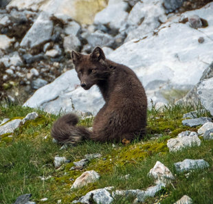 Arctic Fox - Bjoern Koth