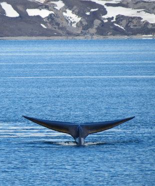 Blue Whale - Charlotte Caffrey