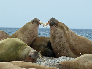 Walrus in Spitsbergen