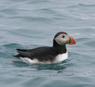 Puffin in Spitsbergen - Jen Squire