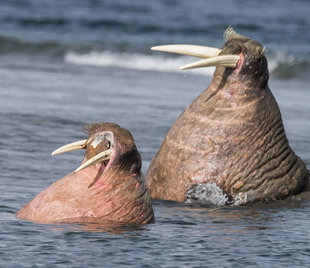 Walrus in Spitsbergen - Jordi Plana