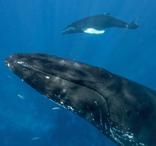 Snorkelling with Humpback Whales - Bjoern Koth