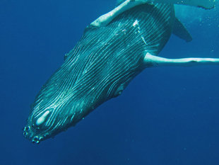 Playful Humpback Whale Calf - Rob Smith