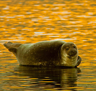 Seal in Autumn - David Slater