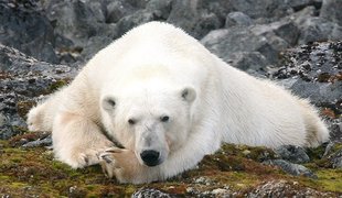 Polar Bear in Spitsbergen - Iain Dark