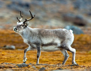 Svalbard Reindeer - David Slater