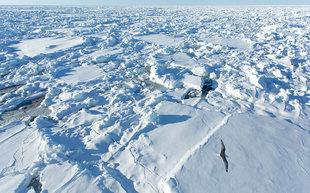 Pack Ice in North Spitsbergen - Arjen Drost