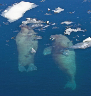 Walrus in Spitsbergen