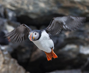 Puffin Arctic birdwatching and wildlife photography cruise holiday in Spitsbergen Svalbard  - Jordi Plana