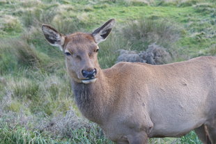 wildlife of easter island chile.jpg