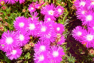 vegetation easter island wildlife chile.jpg