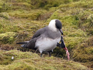 Arctic Skua - Roly Pitts