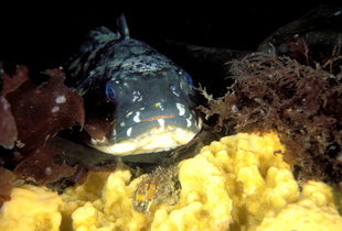 Diving in Antarctica