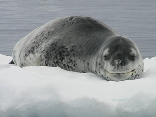 Leopard Seal lounging on Ice
