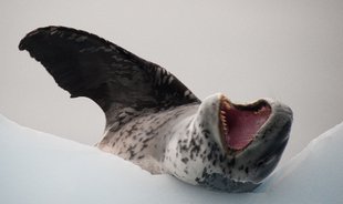 Leopard Seal