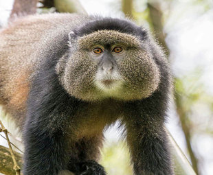 Golden Monkey at Mount Gahinga